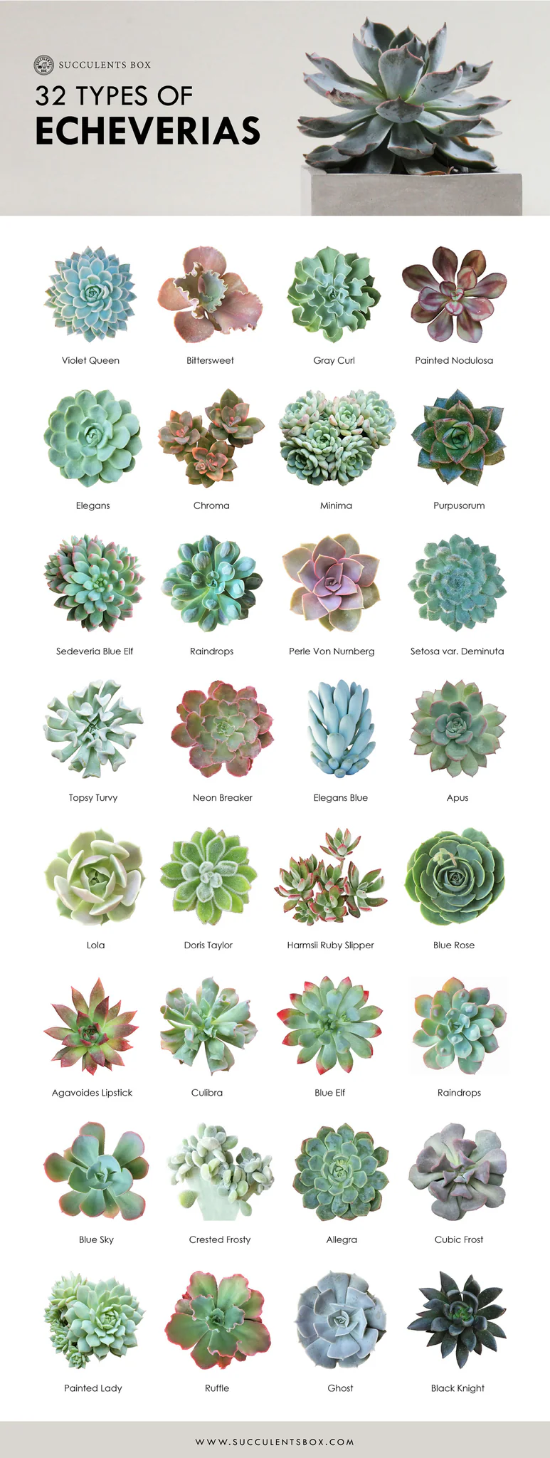 Echeveria succulents. Echeverias. Echeveria for sale. Types of Echeveria