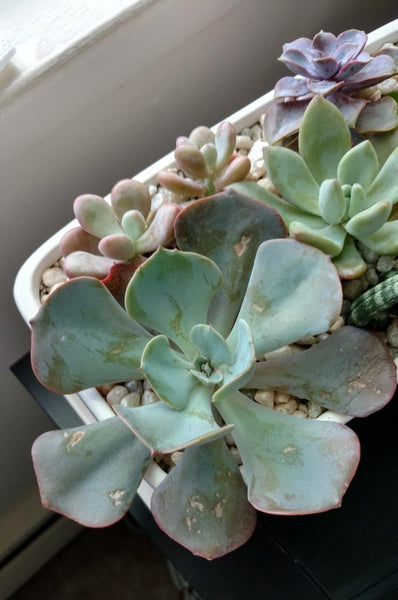 Succulent Leaf Symptoms And Treatments - Succulents Box