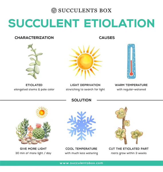 Succulents Growing Tall and How to Fix It, Etiolated Succulents, Succulent Stretching, Succulent Growing Tall, Etiolated succulent fix, Is succulent etiolation bad, How to fix leggy succulents