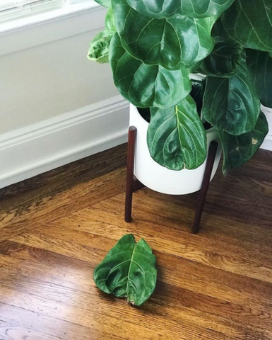 houseplant leaves drop, ficus lyrata leaves drop, drooping leaves on houseplant, Drooping Leaves: A Sign of Trouble or a Natural Process?