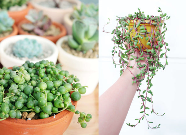 Collection de succulentes Senecio