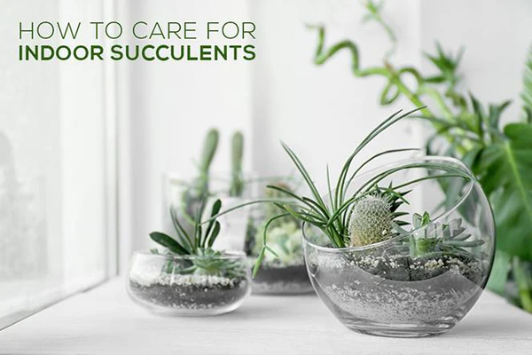 HOW TO GROW AND CARE FOR YOUR INDOOR SUCCULENTS