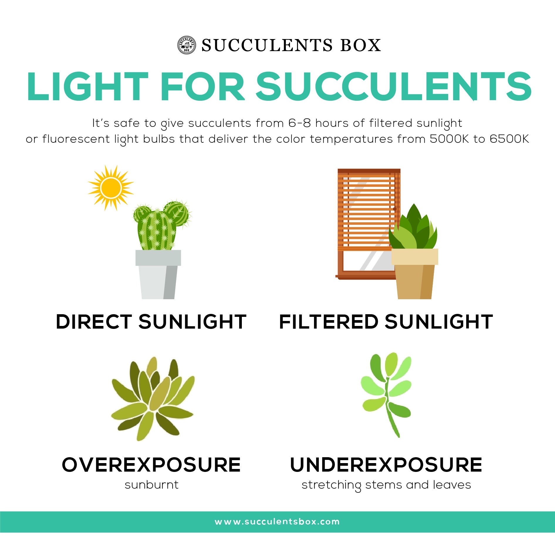 Light for Succulents