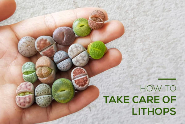 HOW TO GROW AND TAKE CARE OF LITHOPS PLANT