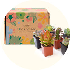 How to Care for Pink Lady - Succulents Box