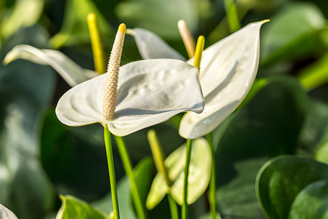 Anthurium plant, How to Grow and Care for Anthurium Plant, Anthurium Plant Care Guide, white anthurium plant
