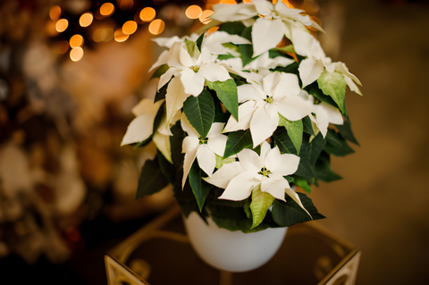 White Poinsettia, Poinsettia Christmas Plant, How to Grow and Care for Poinsettia Christmas Plant, Poinsettia Christmas Plant Care Guide