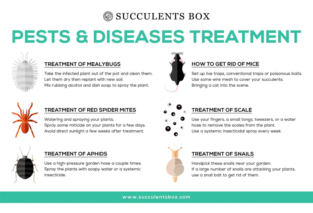 Pests and Diseases Treatment