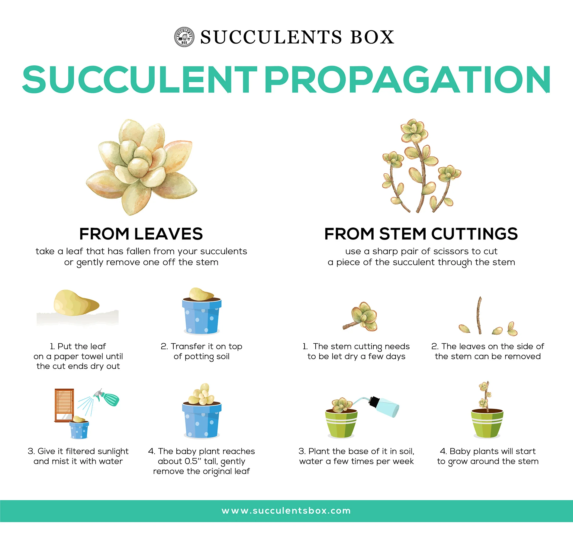 Succulent Propagation