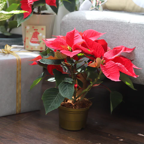 Poinsettia Christmas Plant, Poinsettia plant, How to Grow and Care for Poinsettia Plant, How to Care for Poinsettia Christmas Plant