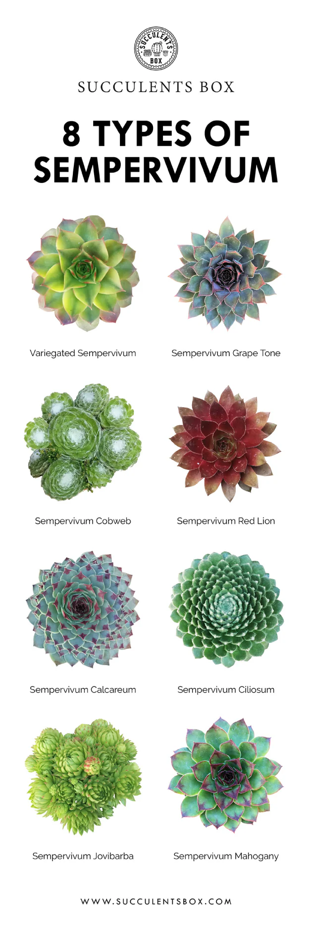 Sempervivum Succulents. Hens and Chicks succulent. Sempervivum plants