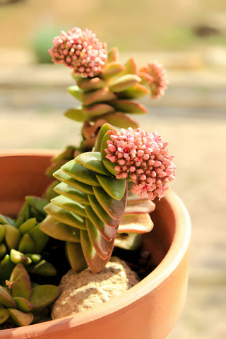 Crassula Springtime, crassula succulent care guide, How to Grow and Care for Crassula Springtime, Crassula Springtime Succulent Care Guide