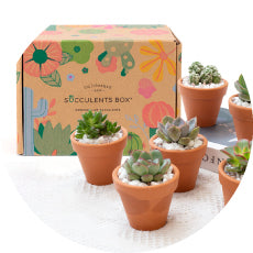 Adenium Obesum Desert Rose 4 inch / Clay Pot by Succulents Box