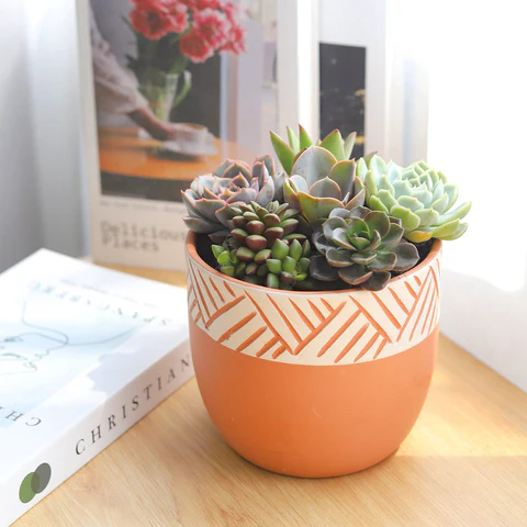 Succulent Arrangement in Clay-White Planter