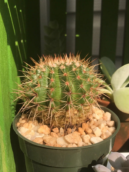 Cactus Care Guide 101 How To Care For Cactus Succulents Box