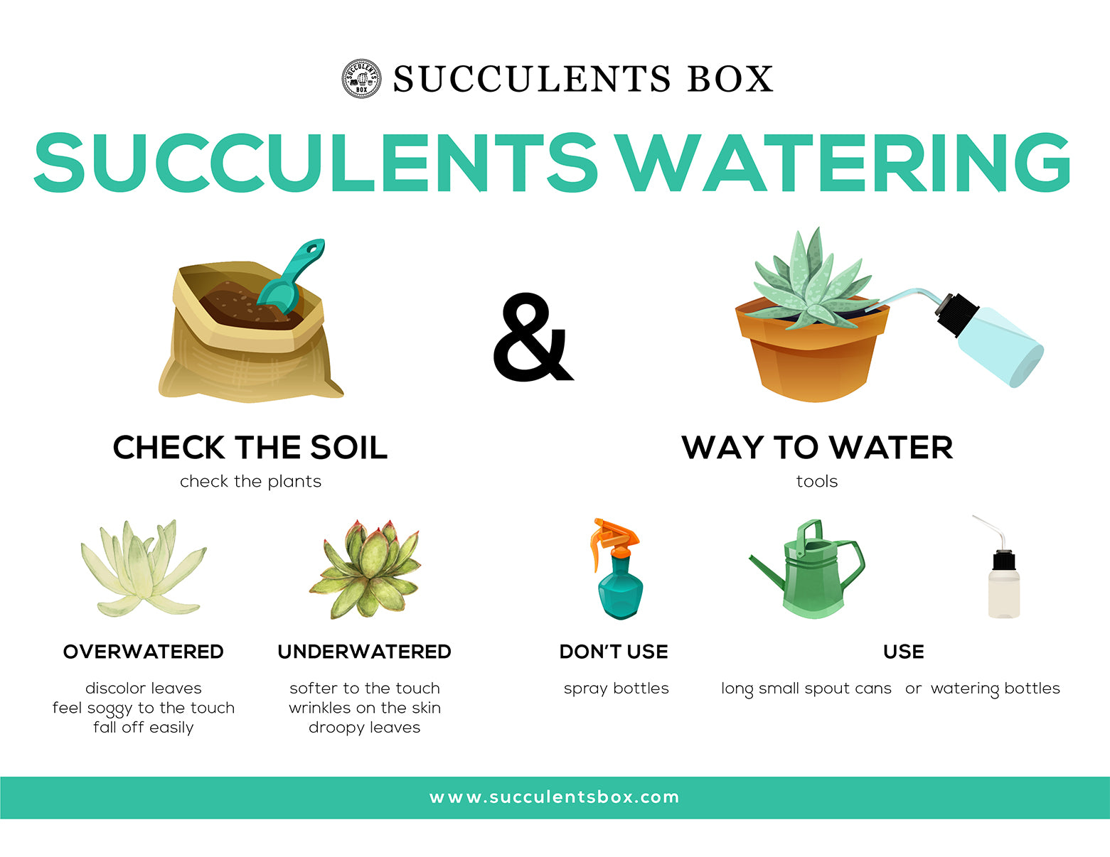 Watering for Succulents and Cacti