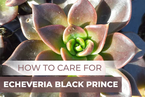 HOW TO CARE FOR ECHEVERIA BLACK PRINCE