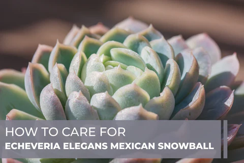 HOW TO CARE FOR ECHEVERIA ELEGANS MEXICAN SNOWBALL