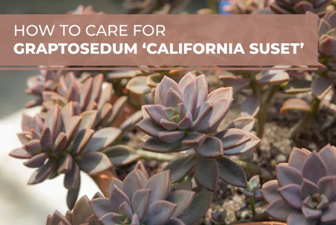 HOW TO CARE FOR GRAPTOSEDUM 'CALIFORNIA SUNSET'