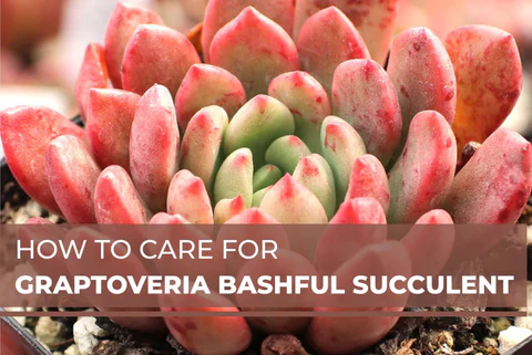 HOW TO CARE FOR GRAPTOVERIA BASHFUL