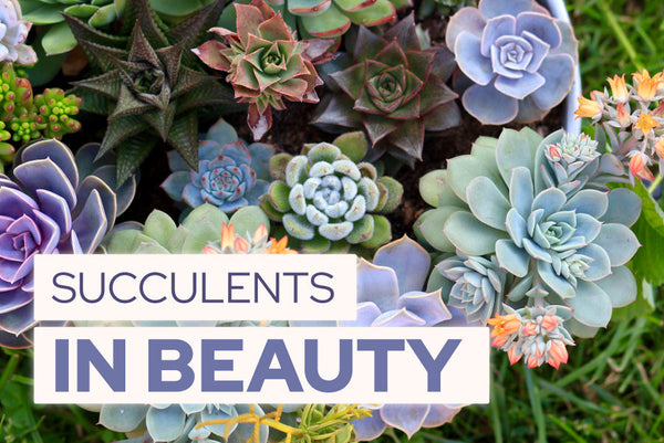 FUN FACT: COMMON SUCCULENTS USED IN BEAUTY PRODUCTS