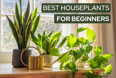 best houseplants for beginners, easy to care houseplants, houseplants for beginners