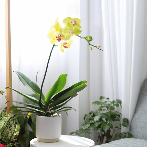 Yellow Phalaenopsis Orchid, yellow flower orchid, orchid plant, Should You Grow Orchid Plants in Water?