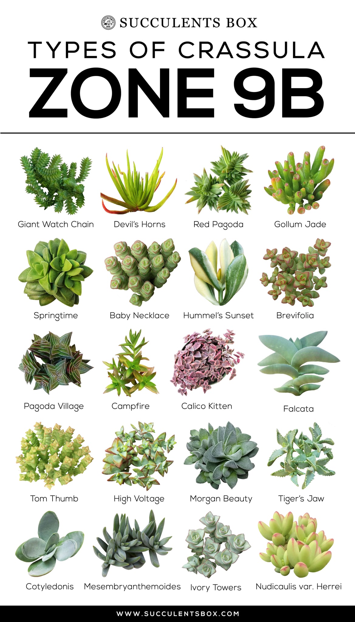 Featured image of post Suculentas Floridas O que significa a planta suculenta