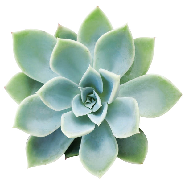 echeveria blue atoll