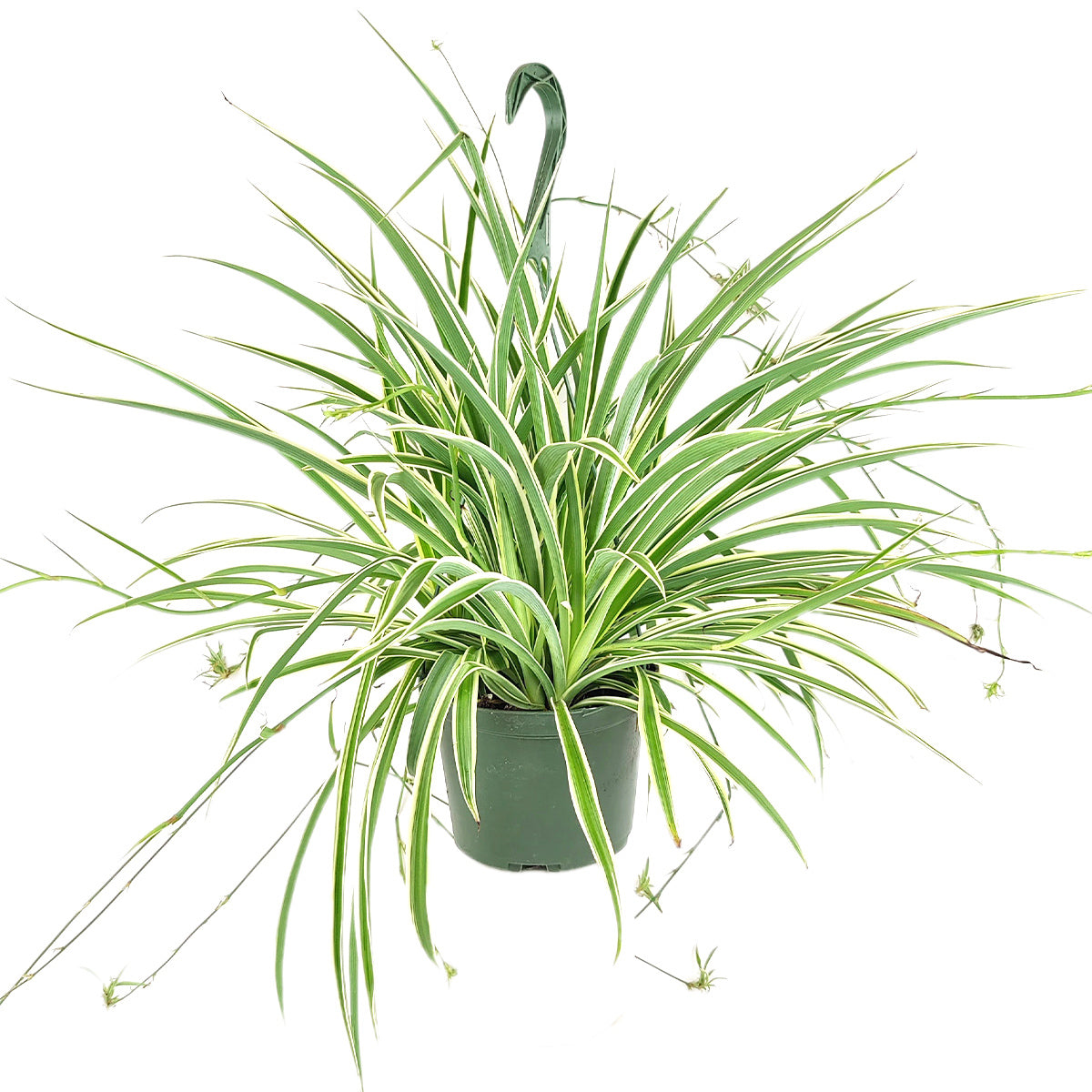 Spider Plant