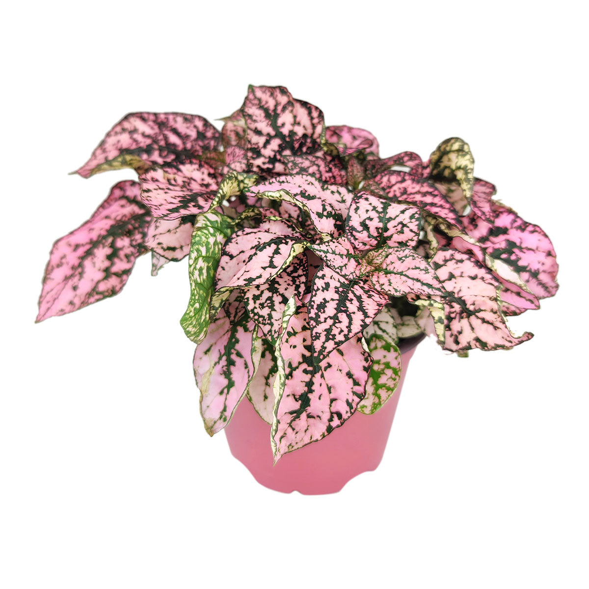 Hypoestes Pink Splash | Pink Polka Dot Plant | Houseplant Decoration ...