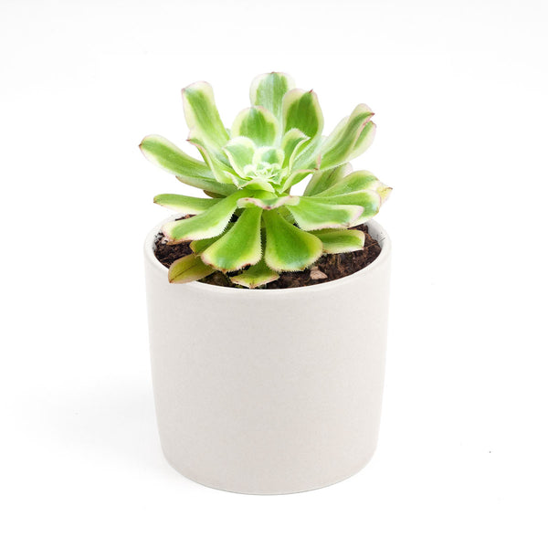 Aeonium Luteovariegatum Succulent for Sale | Succulent Gift Ideas ...