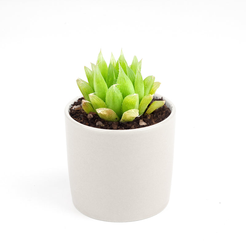 Haworthia Cooperi Succulent - Buy Online at Succulents Box