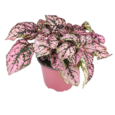 Hypoestes Pink Splash | Pink Polka Dot Plant | Houseplant Decoration ...