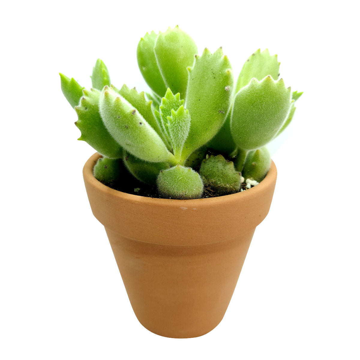 wilting bear paw succulent