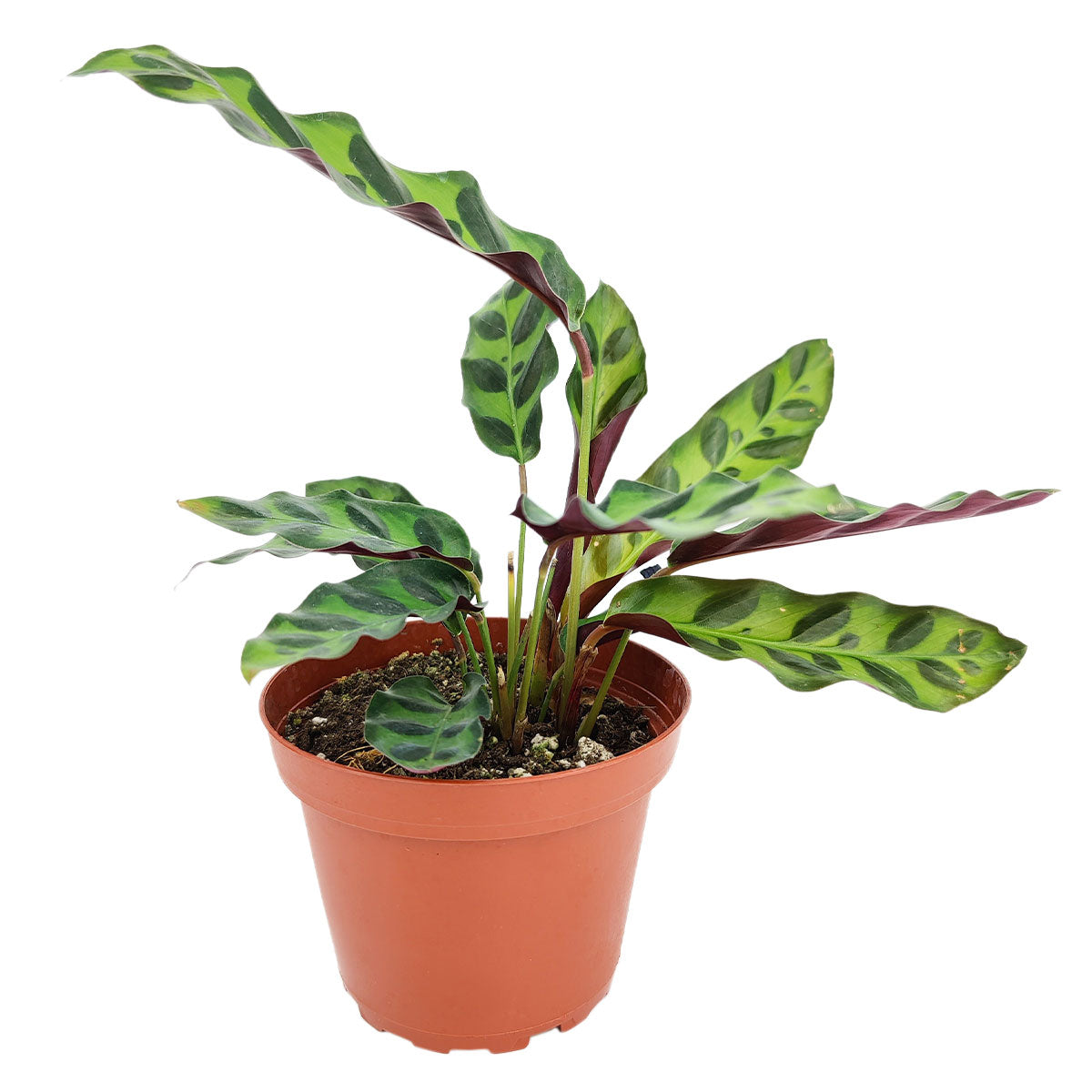 Calathea Lancifolia Rattlesnake Plant