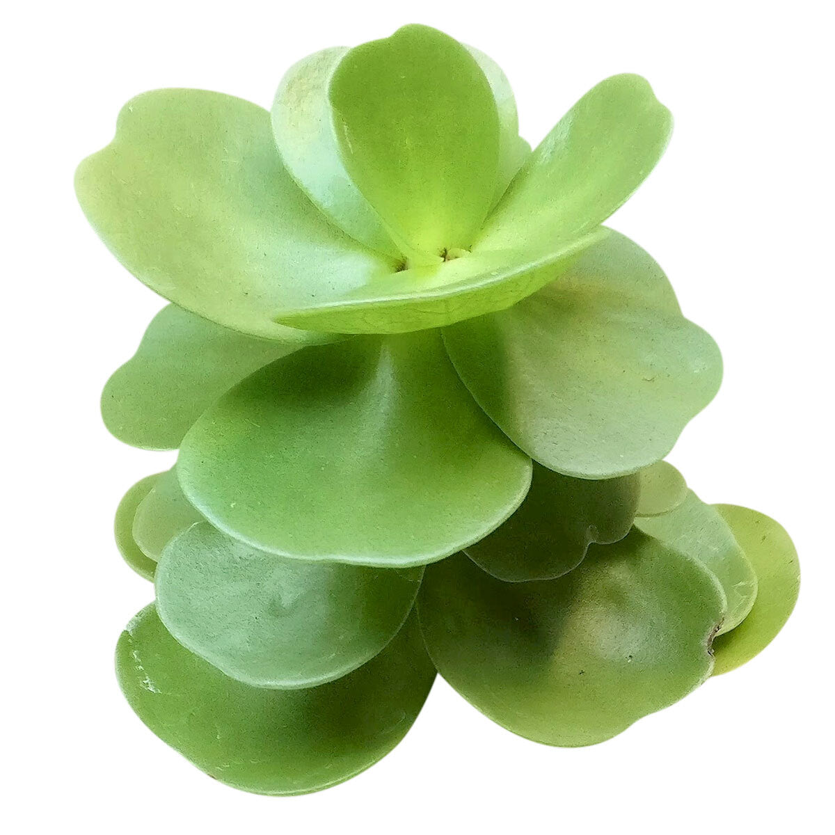 Image of Portulaca Molokiniensis