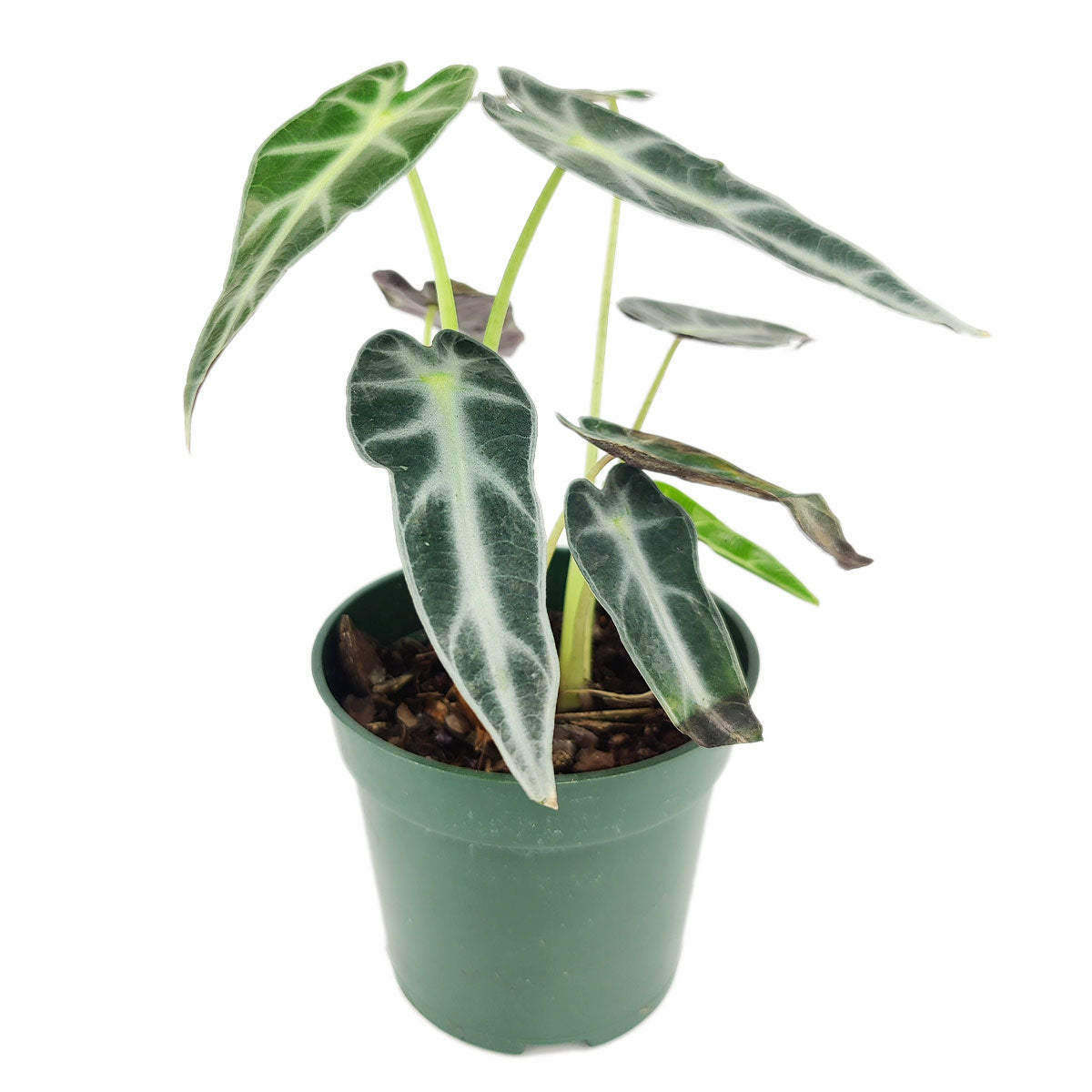 Image of Alocasia Bambino