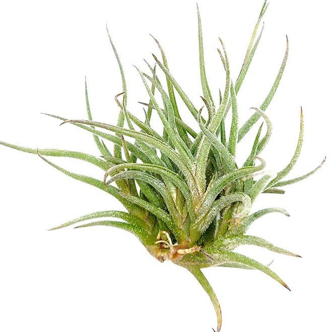 Image of Tillandsia Bandensis Clump