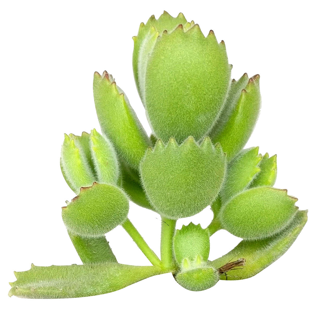 wilting bear paw succulent