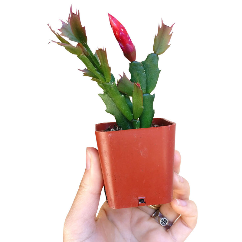 Schlumbergera Christmas Cactus - Winter Bloom Holiday Cactus Sale ...