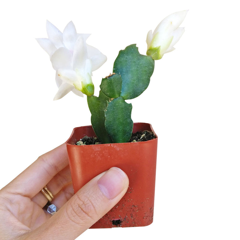 Schlumbergera Christmas Cactus - Winter Bloom Holiday Cactus Sale ...