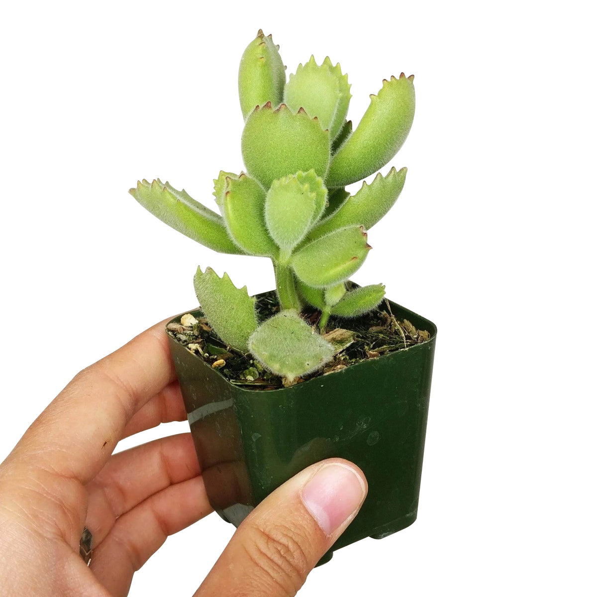 care for bear paw succulent