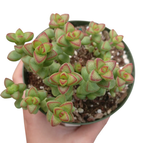 Crassula Brevifolia Succulent Plant for Sale and Care Guide ...