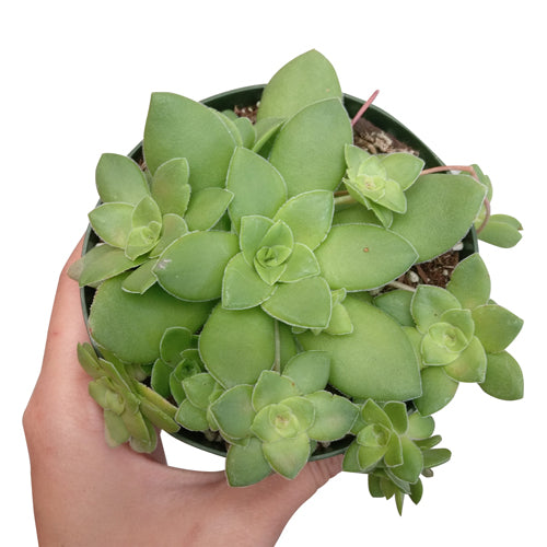 Crassula Orbicularis Succulent for Sale | Succulent Care - Succulents Box