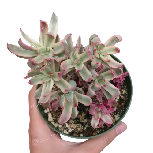 Crassula Candy Cane Rubricaulis Succulent | Succulent Care Guide -  Succulents Box