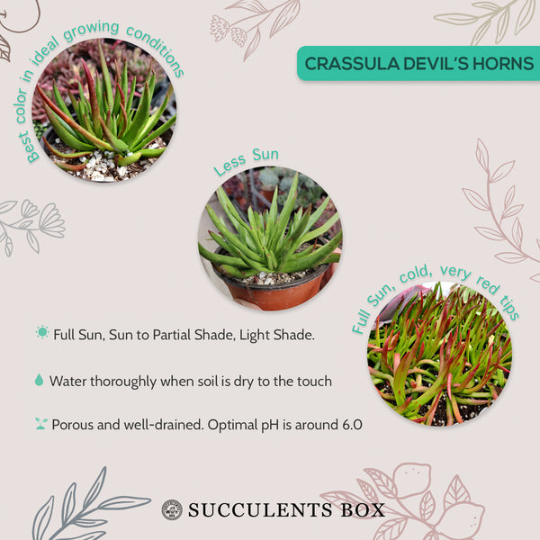 Crassula Devil’s Horns Unsual Succulent Plant for Sale - Succulents Box