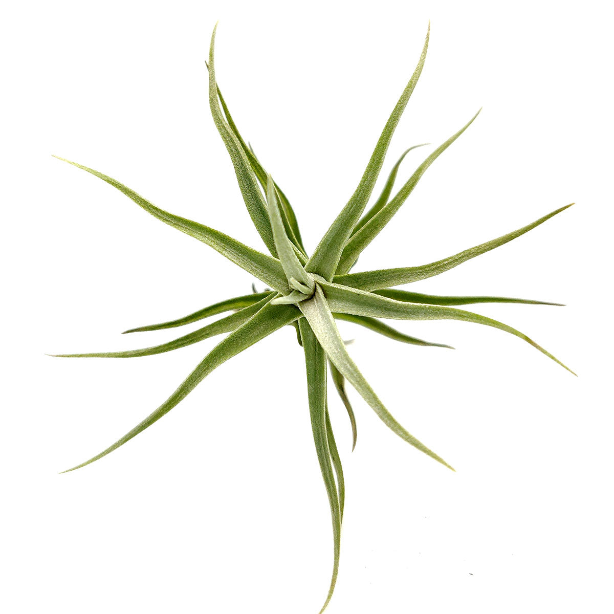 Tillandsia Diaguitensis Air Plant Easy to Care | Great for Little Gift ...