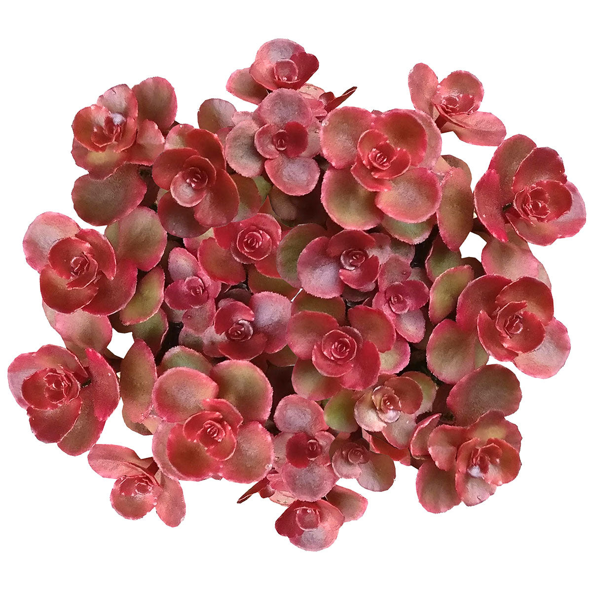 Dragon S Blood Sedum Red Stonecrop Succulents With Care Guide Succulents Box