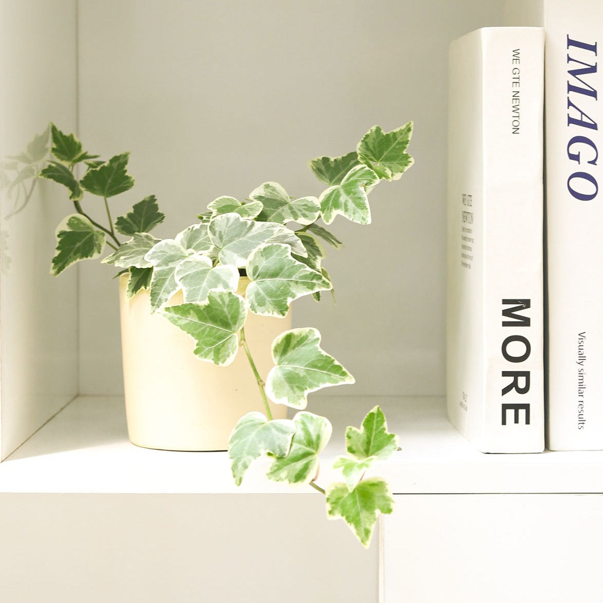 Golden English Ivy - Succulents Box product image